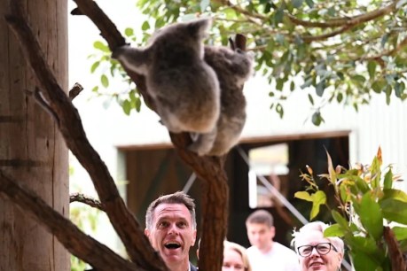 Koala sanctuary may come with diabolical trade off