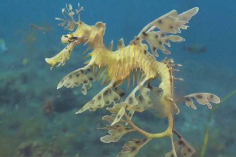 Sea dragons face dire threat from algae bloom
