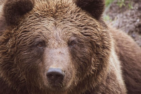Bear attacks pair on popular hiking trail