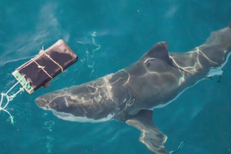 New shark resistant wetsuits put to the test
