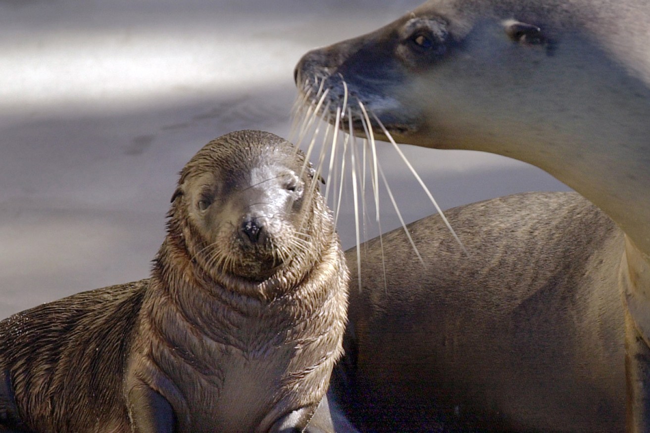 Australian sea lions are endangered, with up to 80 per cent of them living in SA waters.