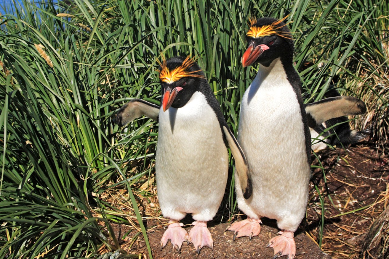 A pair of macaroni penguins show off their stylish crests.