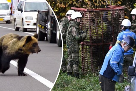 'My arm was done': Bear attacks surge in Japan