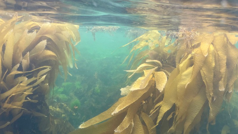 giant kelp