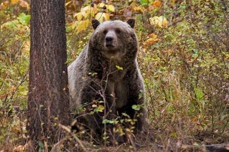 Bear attacks primary school class, hurts several