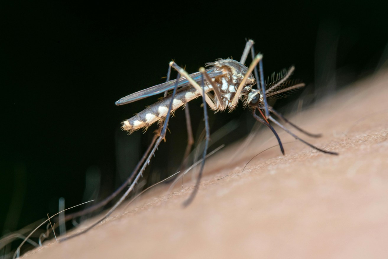 Mosquito bites can be annoying but also lead to illness. Photo: Pexels