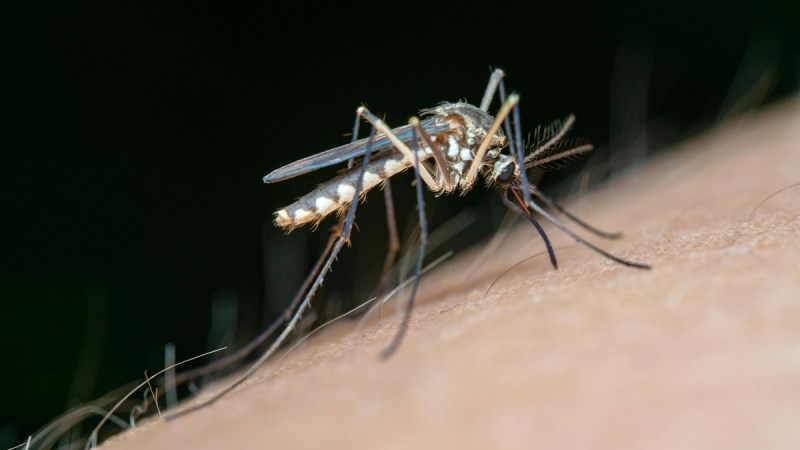japanese encephalitis