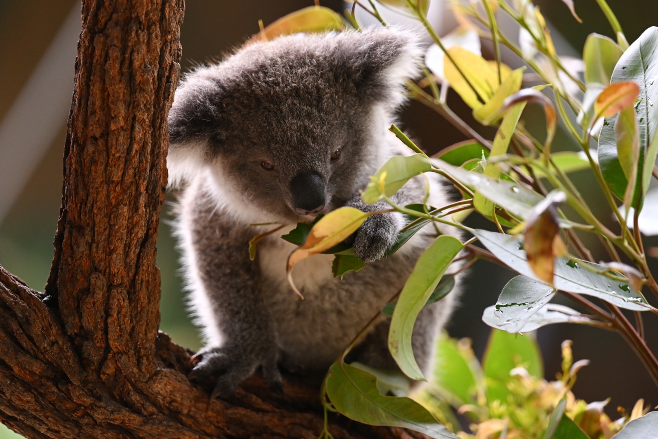New tools have helped detect an extra 244,000 koalas nestling in trees across NSW.