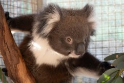 ‘Koalas are part of who we are’: New plan to save Queensland’s tree-dwelling herbivores