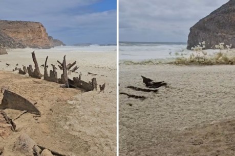 Wave of algal bloom flare-ups in South Australia