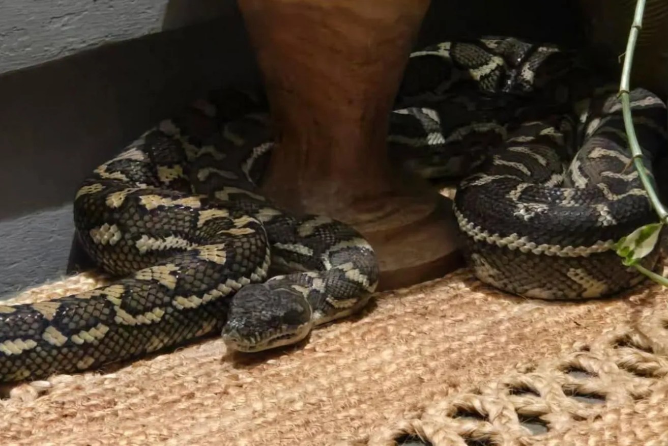 A 2.5 metre python was an unwanted guest in Rachel Bloor's bedroom.