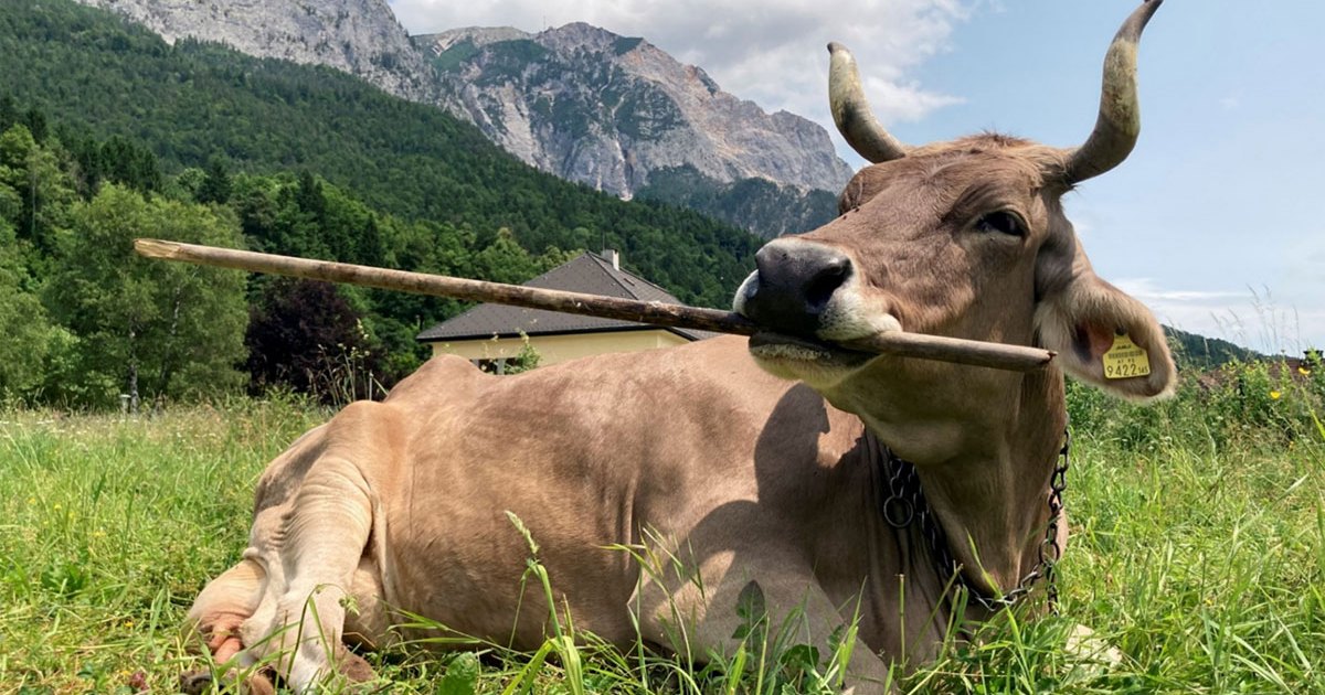 Veronika the cow demonstrates brush strokes of genius