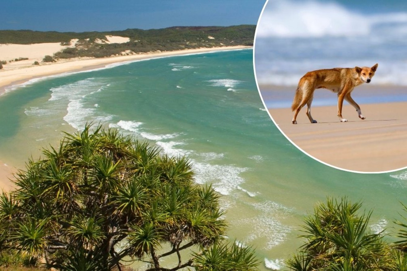Police say a woman's body was found on a beach on K'gari after she went for a swim.