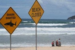 Four shark attacks in 48 hours: This might be why
