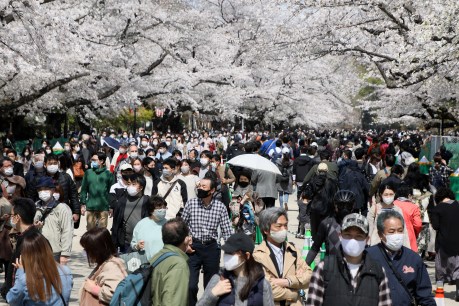 Cherry blossom festival cancelled amid 'crisis'