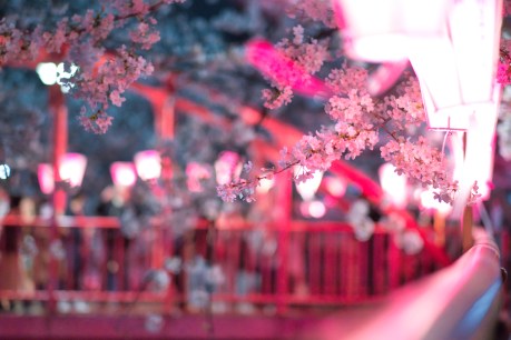 Five Asian cities with spectacular spring displays