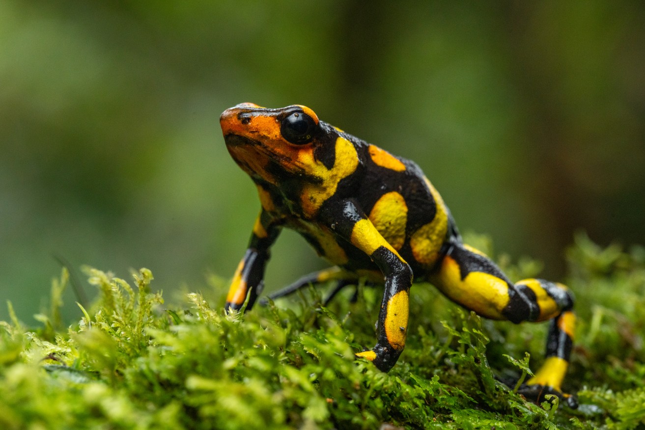The poison dart frog is one of the most toxic species on the planet.