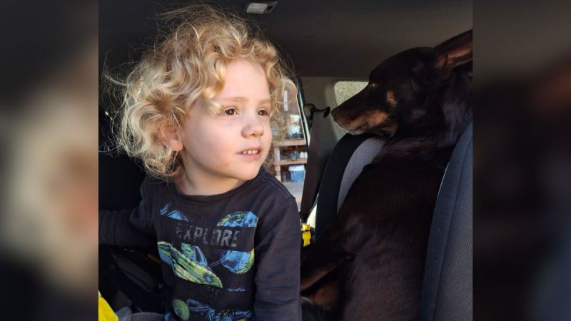 Gus Lamont's 'shattered' parents issue public plea