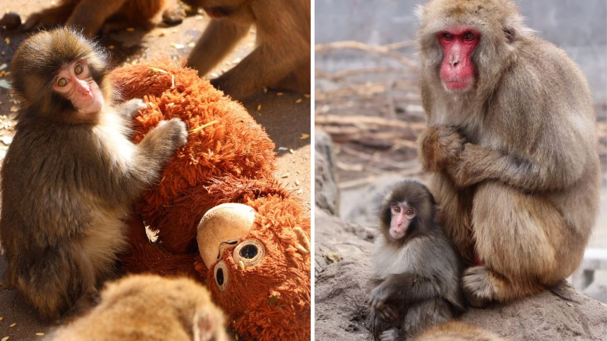 Punch the baby monkey at Ichikawa City Zoo