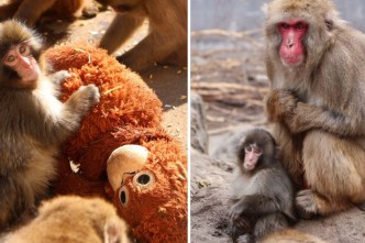 Lonely no more: Zoo's update on baby Punch