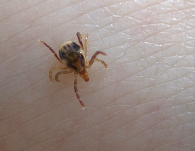 tick