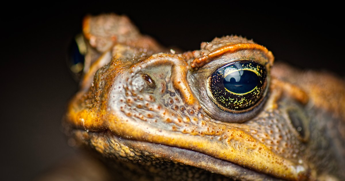 Toad Border Pet-poisoning pests cross border into NSW