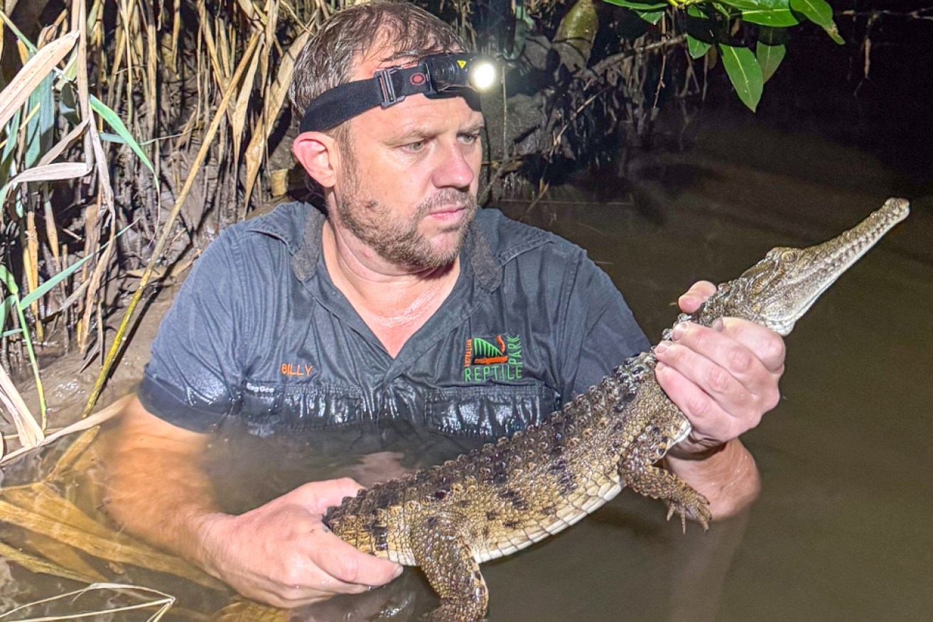 Billy Collett, from the Australian Reptile Park, with the crocodile found in a Newcastle creek.
