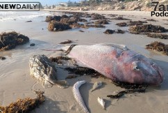 The giant cuttlefish and the deadly algal bloom