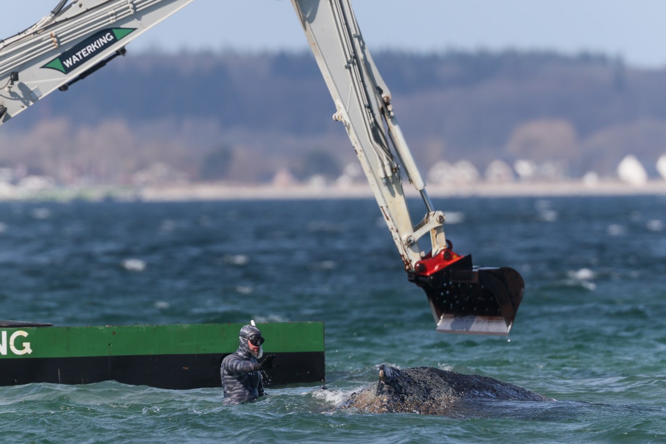 The whale, whose gender has not been established, was named after Timmendorfer Strand.