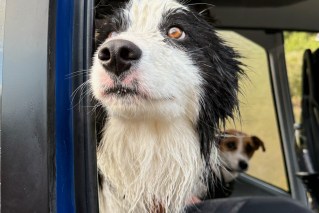 Strangers raise thousands to rescue missing dog