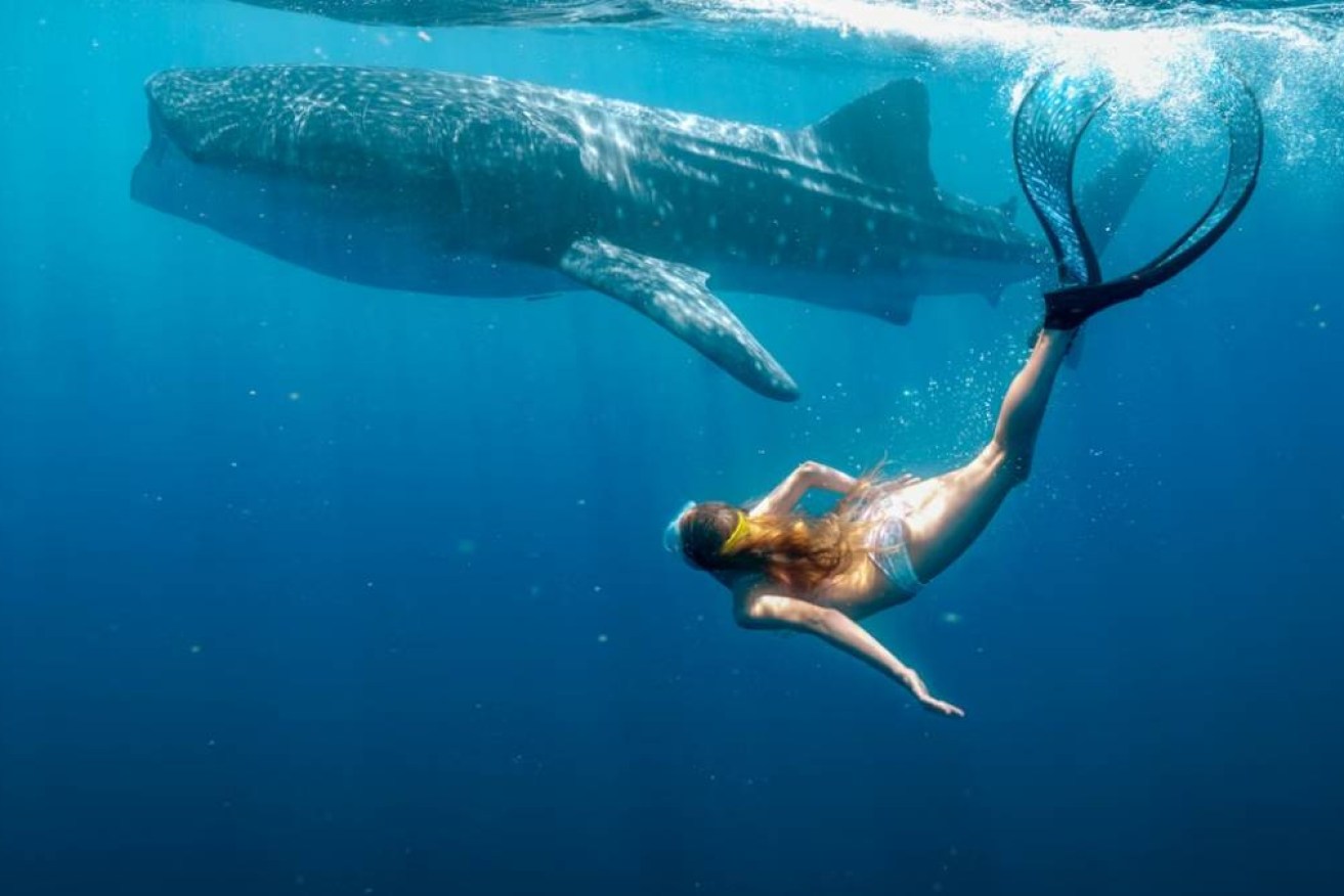 Visually impressive and with a solid cast, Ningaloo Reef is the real star.