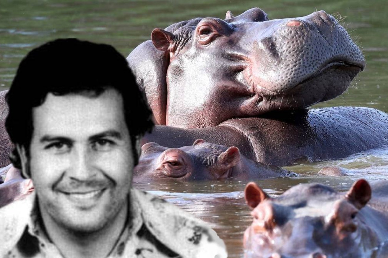The hippos are descended from the drug lord's zoo animals.