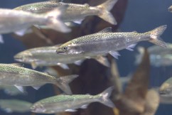 White-line fever: Coked-up fish swim further