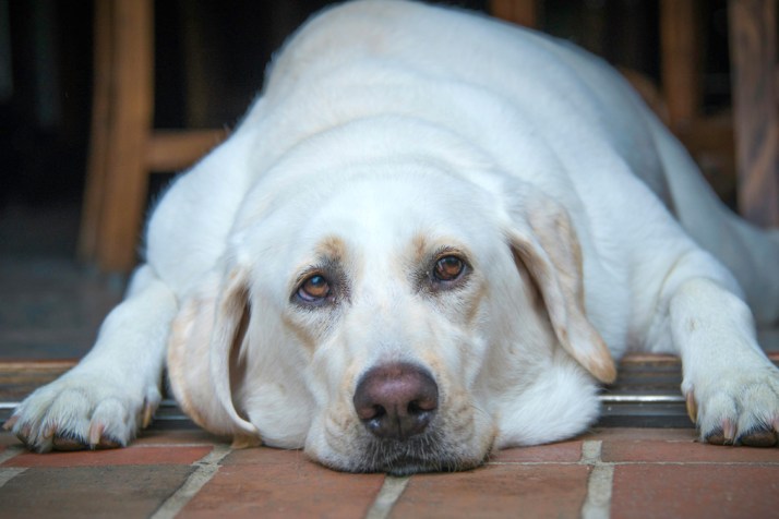 Overweight pets: Why feeding less may not work