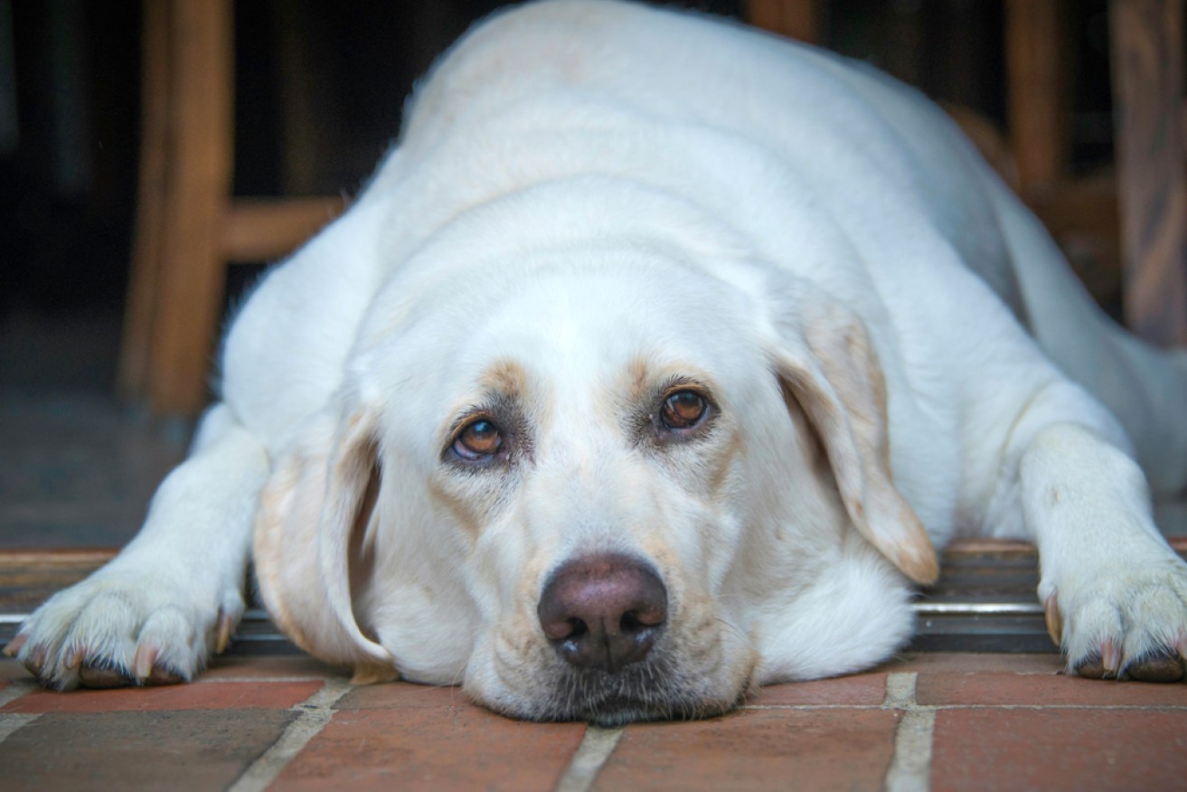 Labradors are among the dog breeds with a genetic tendency to some plumpness.