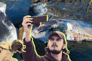 Getting up close to a beached whale is a bad idea