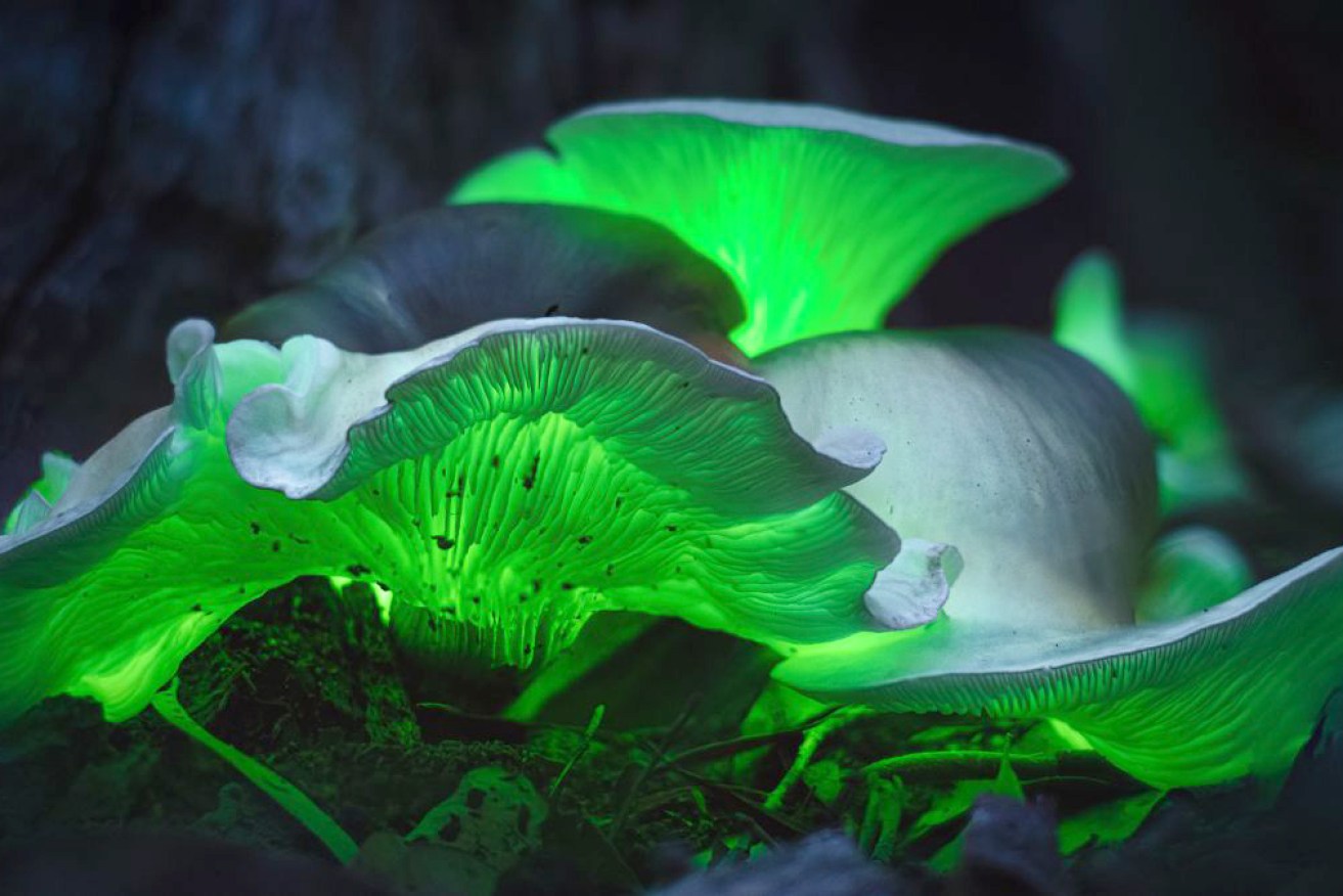 The vibrant green glow usually radiates from the mushroom’s gills.