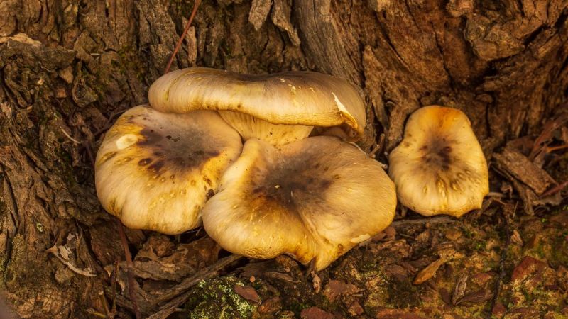 ghost mushrooms