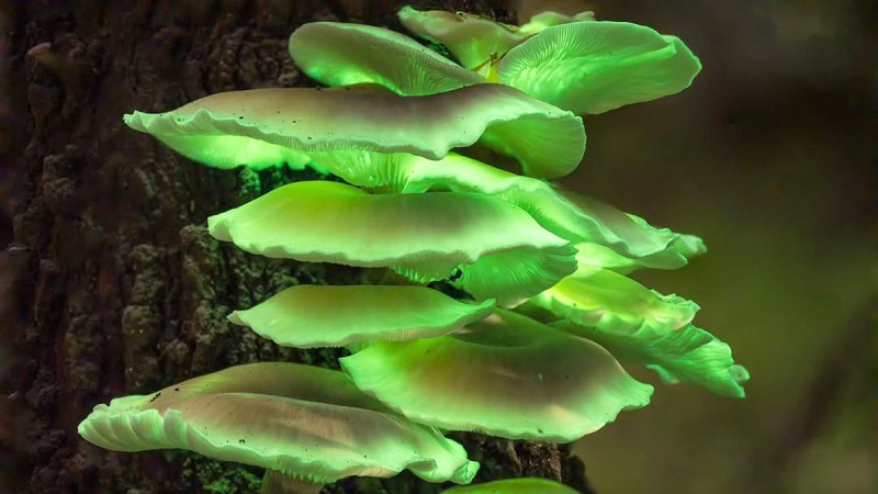 ghost mushrooms