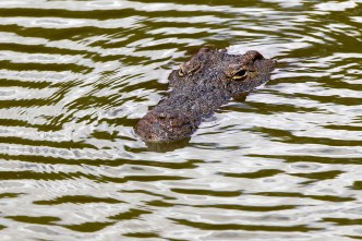 BBC caught out over 'scary' croc Games video