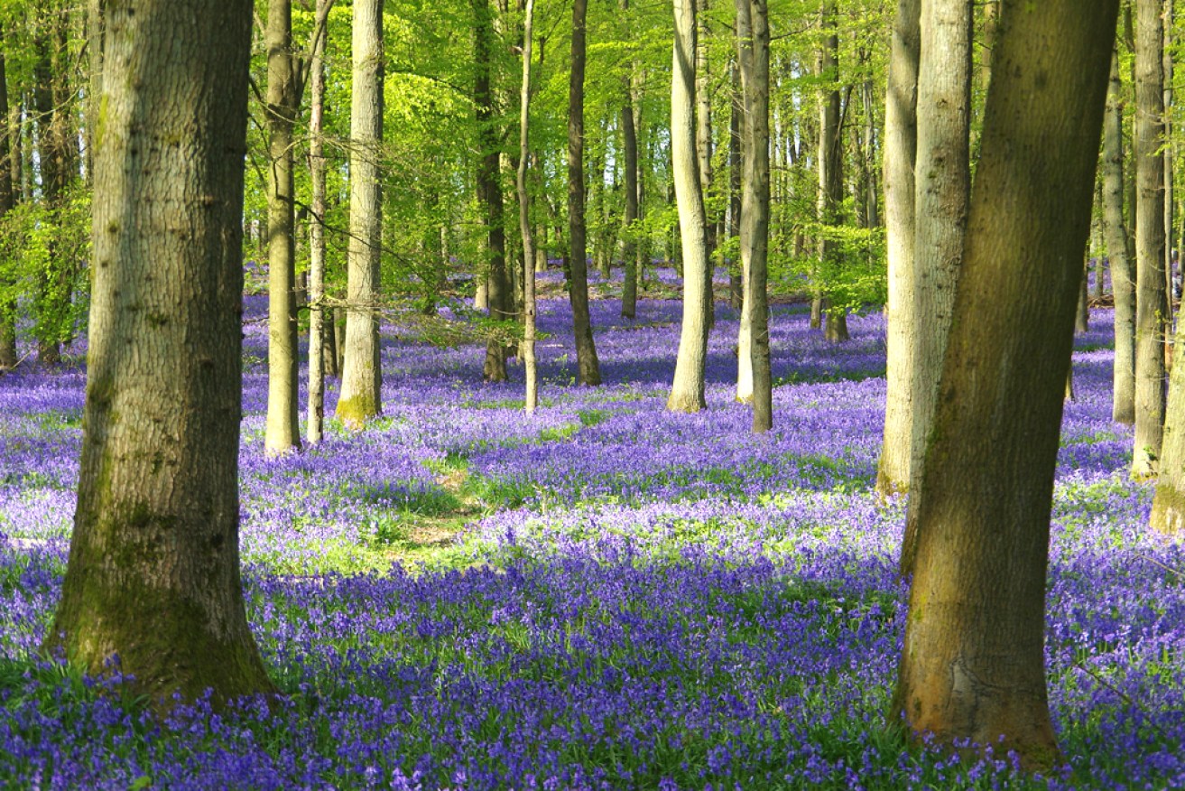 Stunning Bluebell Woods Near London Are Just an Hour Away
