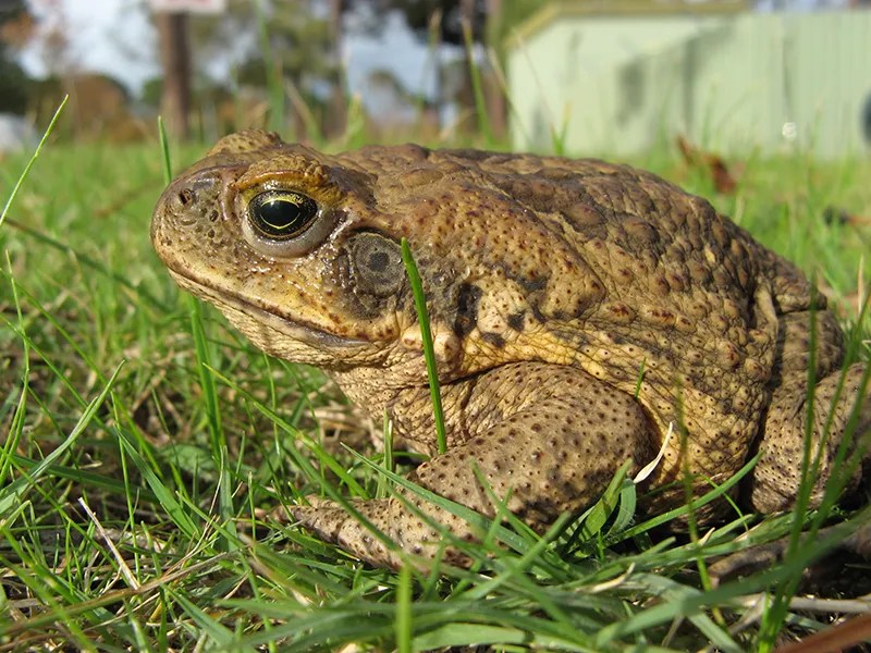 Aussie-made cane toad leather goods almost ready for market