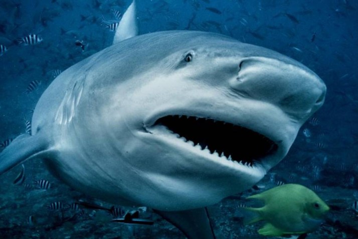 DNA program targeting ‘killer’ sharks sparks debate