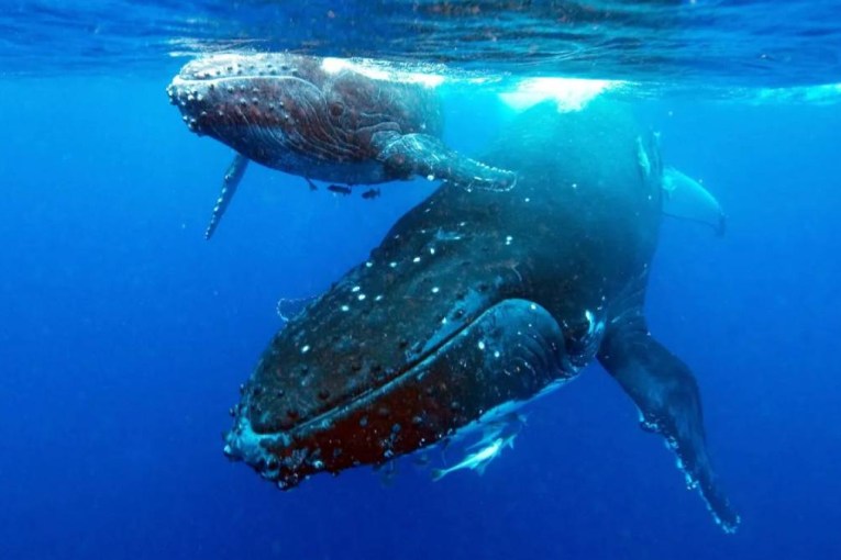 Whales set record between Australia and Brazil