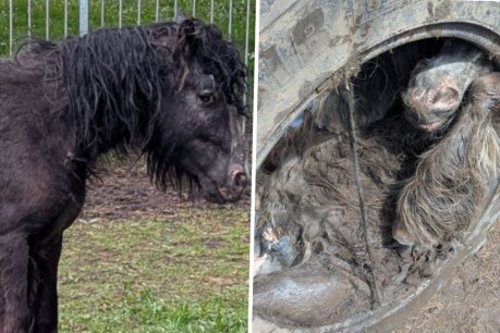 Pony rescued after getting trapped inside a tyre