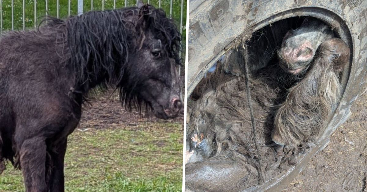 Pony rescued after getting trapped inside a tyre