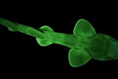 Aussie scientists film glow-in-the-dark shark