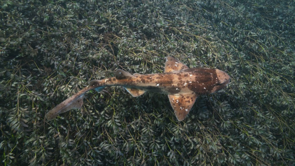swell shark