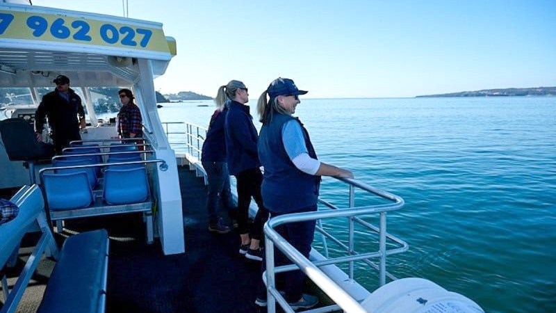 whale watching
