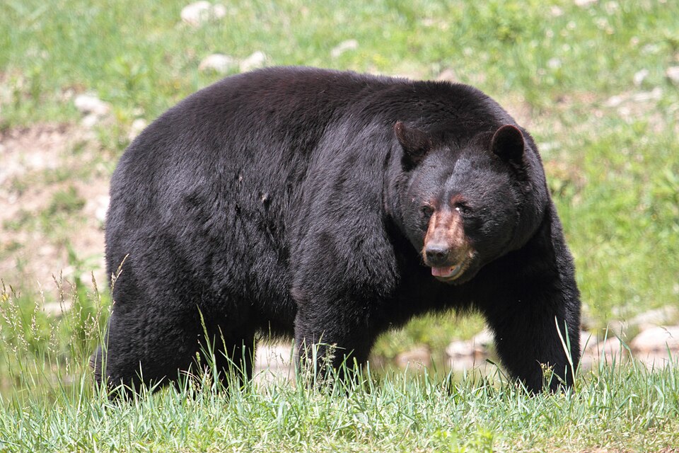 bearskin